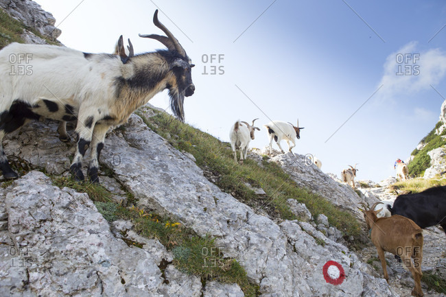 September 14, 2016: Goats at Vratca pass near Mount Vogel, a spectacular hiking peak on a ridge above Bohinj lake in Triglav National Park, Slovenia