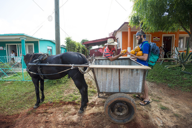 May 14, 2015: Two men loading fresh papayas on horse cart, Vinales, Pinar del Rio Province, Cuba