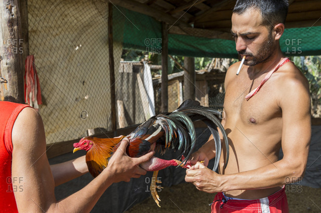 March 11, 2017: Cock training at arena before cock fighting, Vinales, Pinar del Rio Province, Cuba