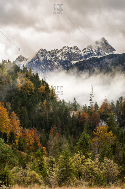 Mountain wood, single big conifer in front of the Laliderer Spitze in the Karwendel mountains