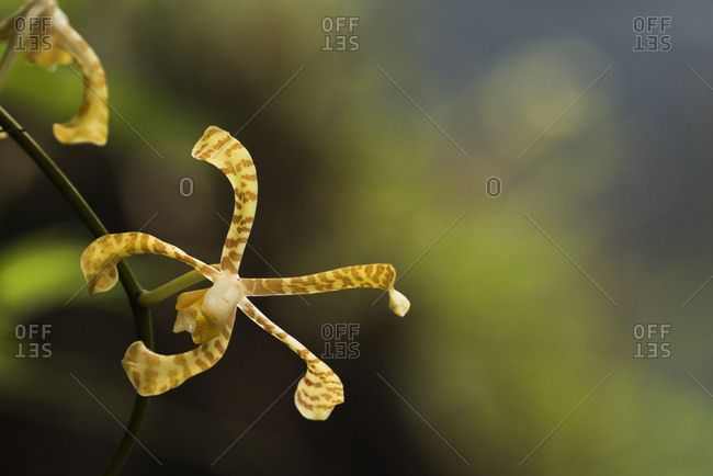 Wild orchid blossom in the jungle of Sumatra, Indonesia