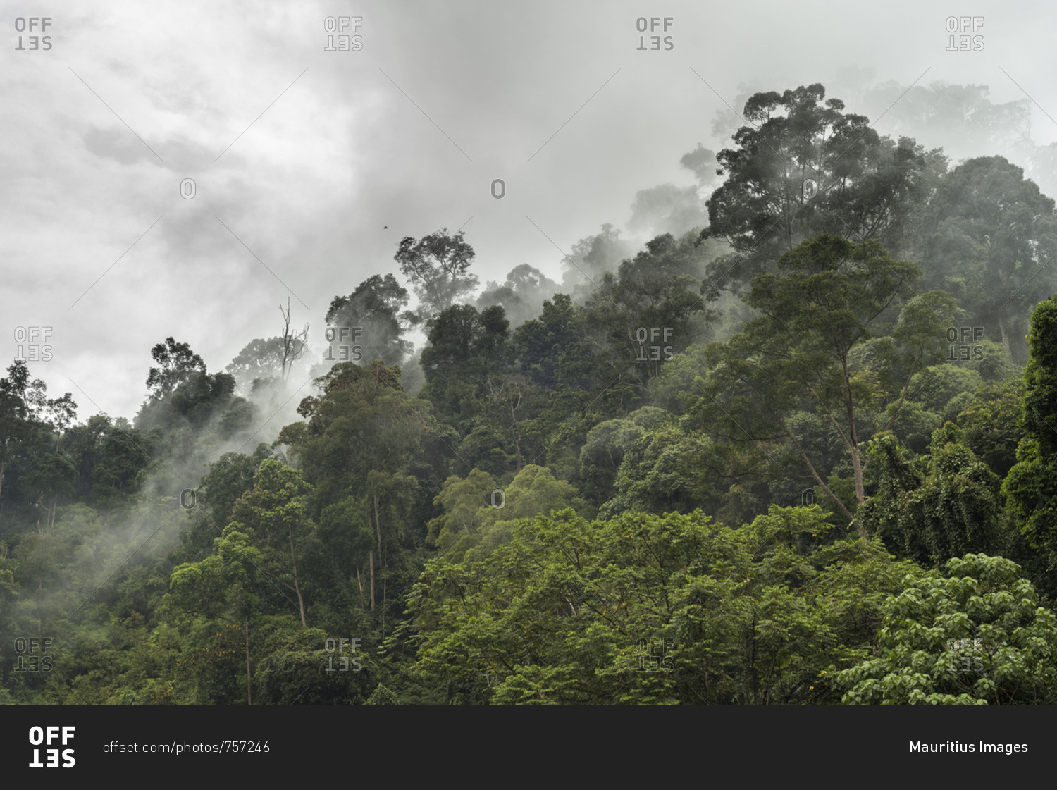 Nebulous mood in the mountainous jungle of the Gunung Leuser National ...