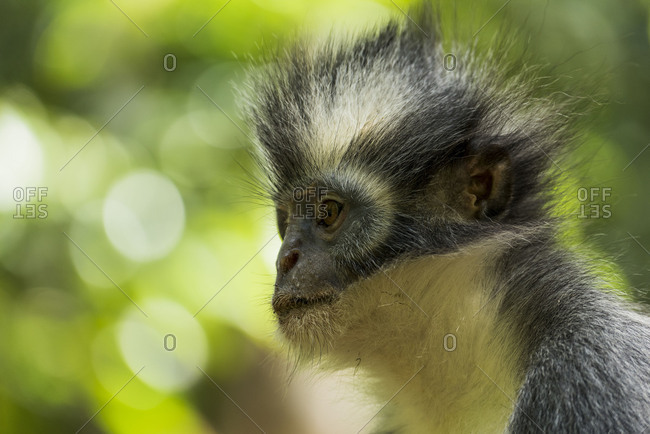 Thomas Langur in the portrait.