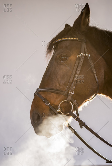 Dragon's horse. A horse in the halter blows out his foggy respiration.