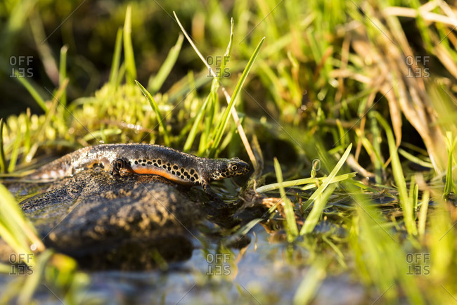 Mountain salamander in the natural habitat