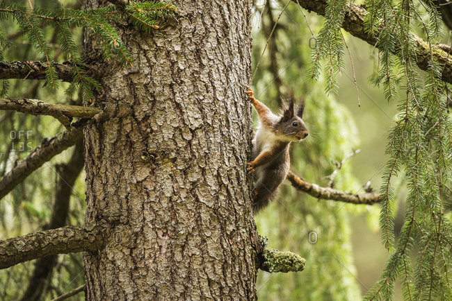 Squirrel on the trunk of a spruce