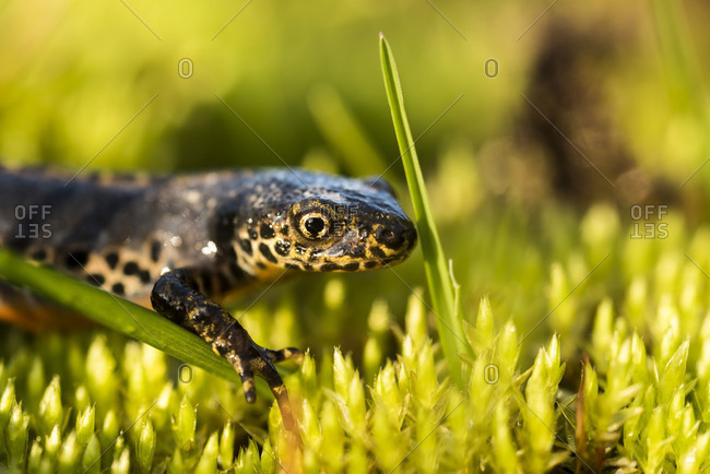 Mountain salamander between moss and grass