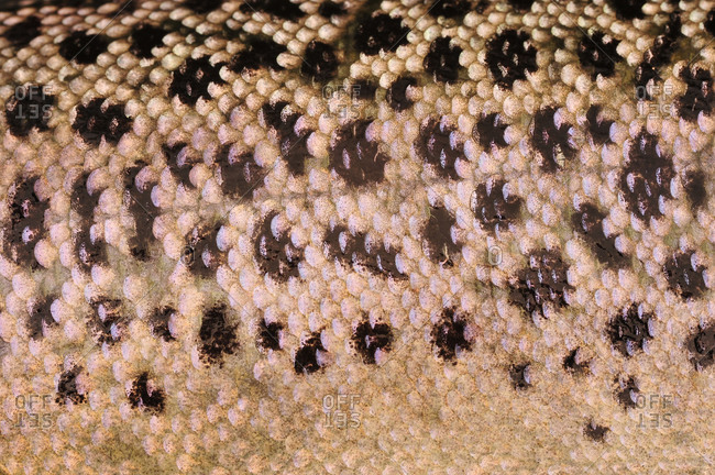 Medium close-up of the fish shell of a trout