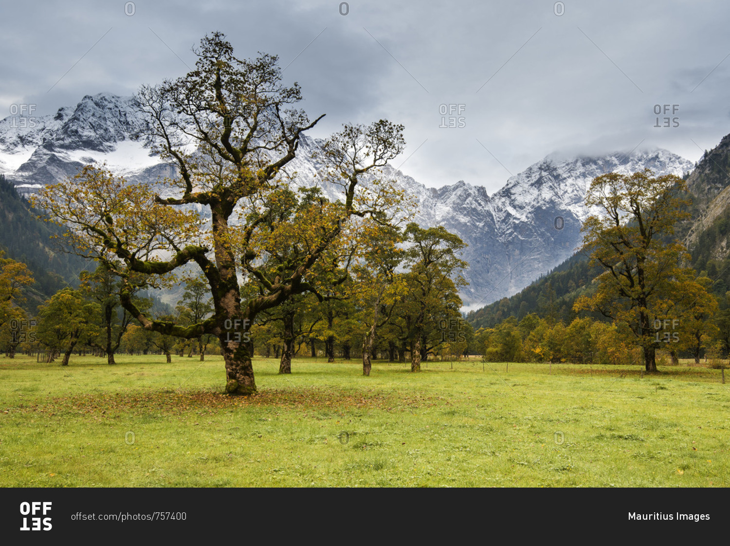 Autumnal maple trees in the Engtal (valley) in bad weather and dark clouds, in the background the mountains.