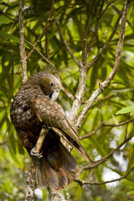 A wild Kaka (immediate relative of the Kea) cleans his plumage.