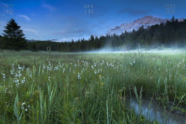 Fog rises in the bog meadows on the Lautersee (lake), in the background the Karwendel (mountain) and in foreground different blossoms and a puddle