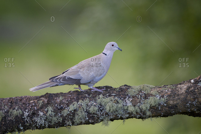 Eurasian collared dove on tree trunk
