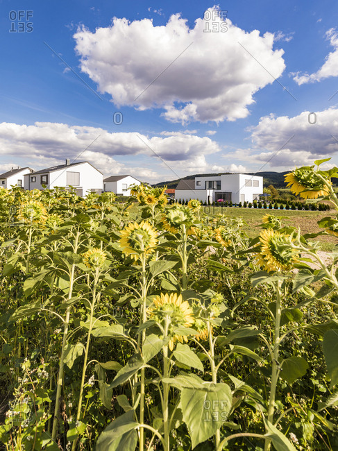 Germany- Baden-Wuerttemberg- Suessen- sunflower field and modern houses