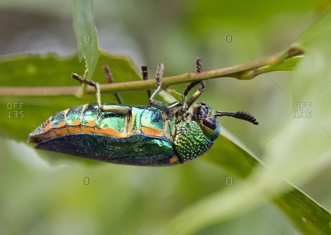 Thailand- Jewel beetle- Buprestidae - Offset