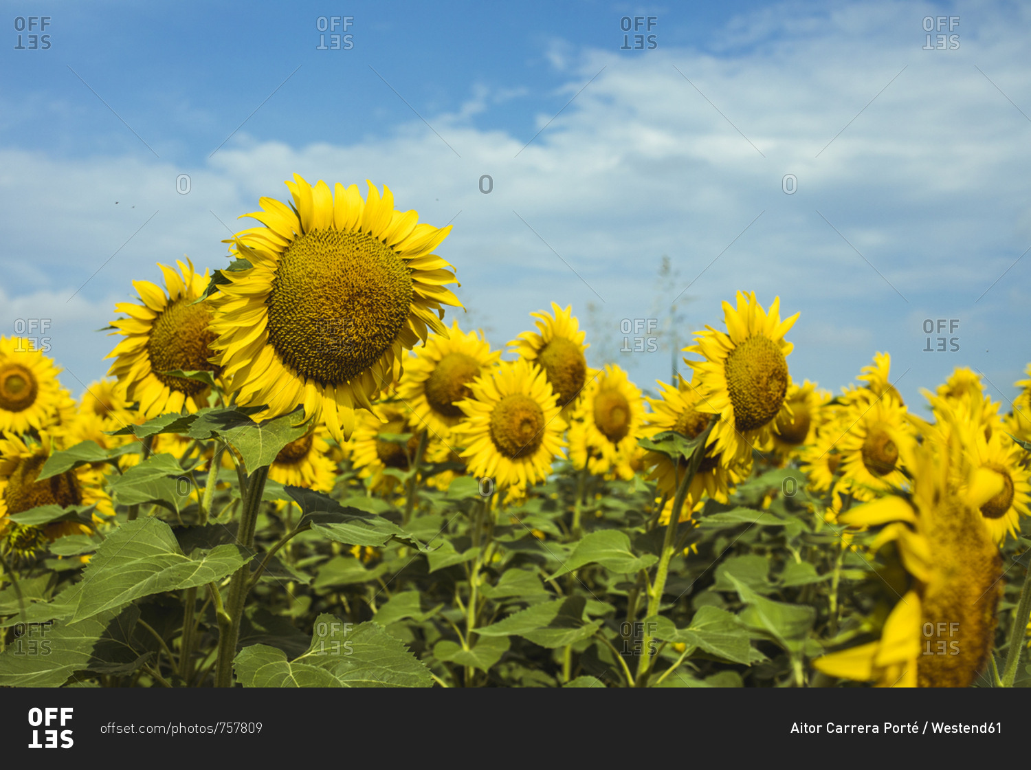 Field of sunflowers and clouds in the background