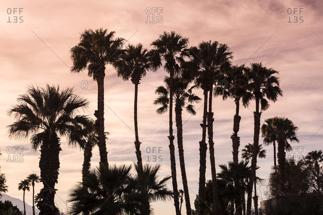 fan palm stock photos - OFFSET