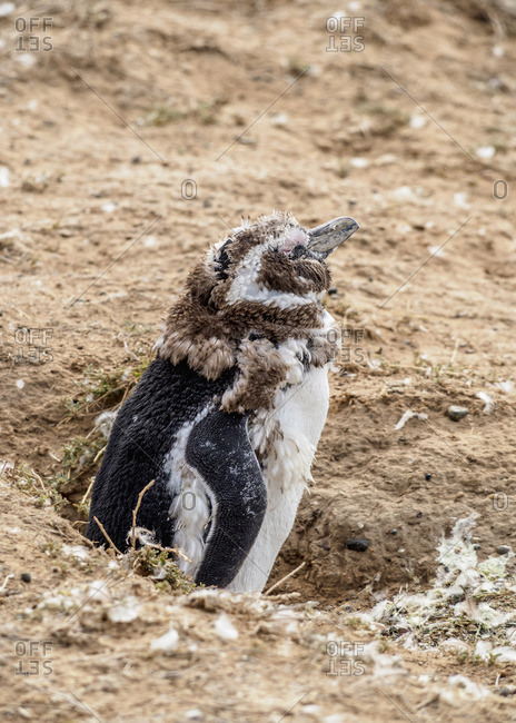 Magellanic penguin (Spheniscus magellanicus) in Caleta Valdes, Valdes Peninsula, UNESCO World Heritage Site, Chubut Province, Patagonia, Argentina