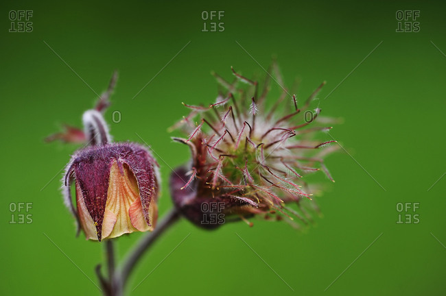 Common pasque flower in medium close-up (Pulsatilla pratensis).
