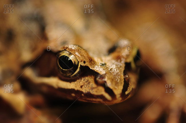 A brown frog in the portrait.