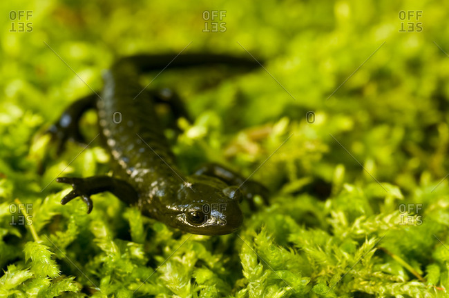 Alp salamander on moss