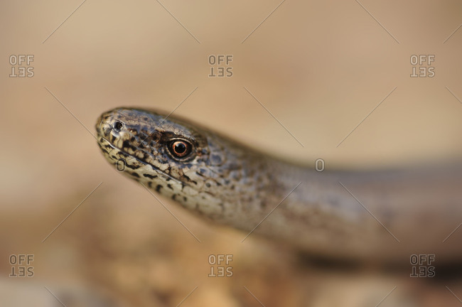 Portrait of a blindworm.