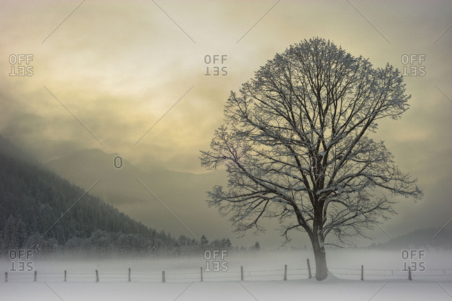 Single tree in wintry light mood with pasture fence