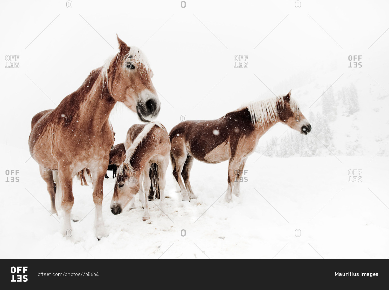 Picture serial of a group of Haflinger horses and a pony
during it is snowing in white mountain landscape stock photo -
OFFSET