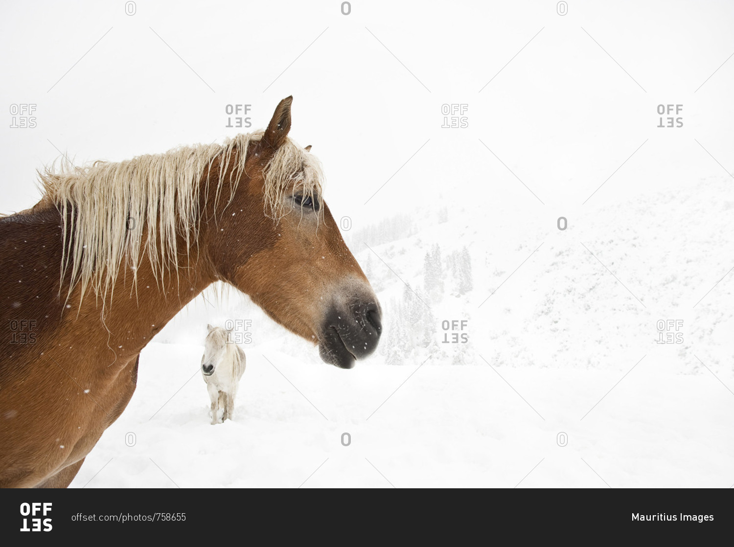 Picture serial of a group of Haflinger horses and a pony during it is snowing in white mountain landscape