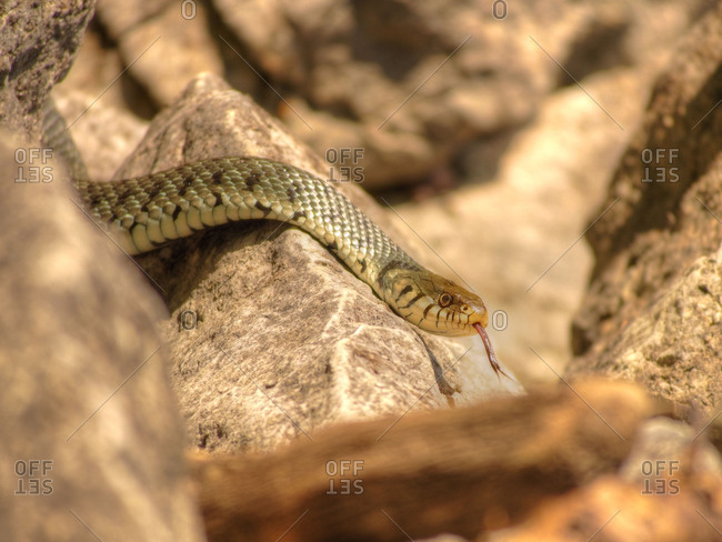 Ring snake searching for prey