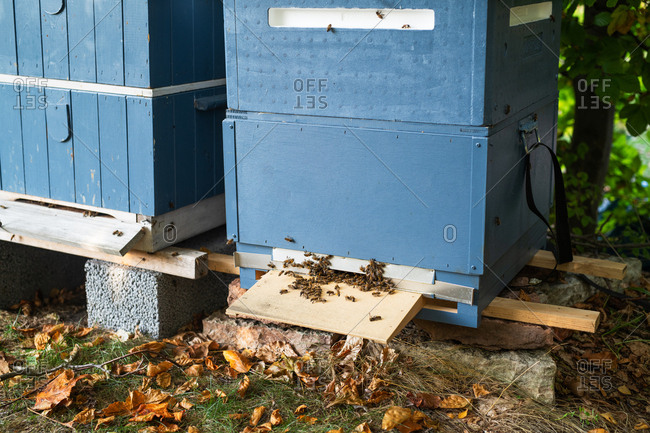 Honeybees entering beehive
