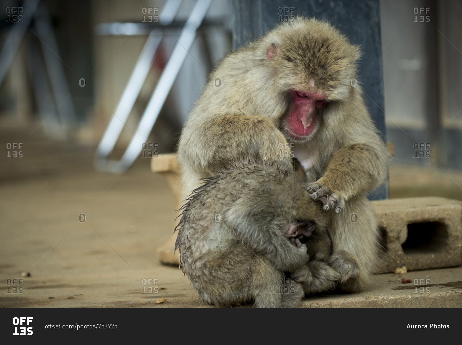 Mother monkey sitting indoors and grooming baby, Arashiyama, Kyoto, Japan