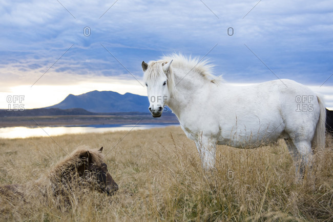 White Icelandic horse and black foal resting in foxtail field with lake and mountain in background, Hvitserkur, Iceland