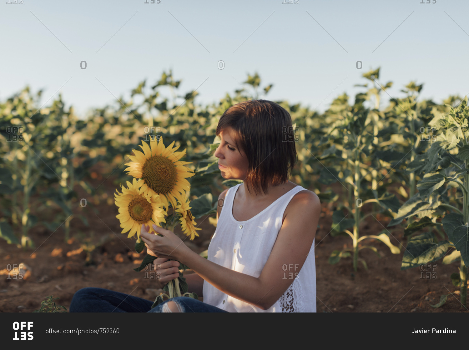Woman holding sunflowers while sitting in a sunflower field