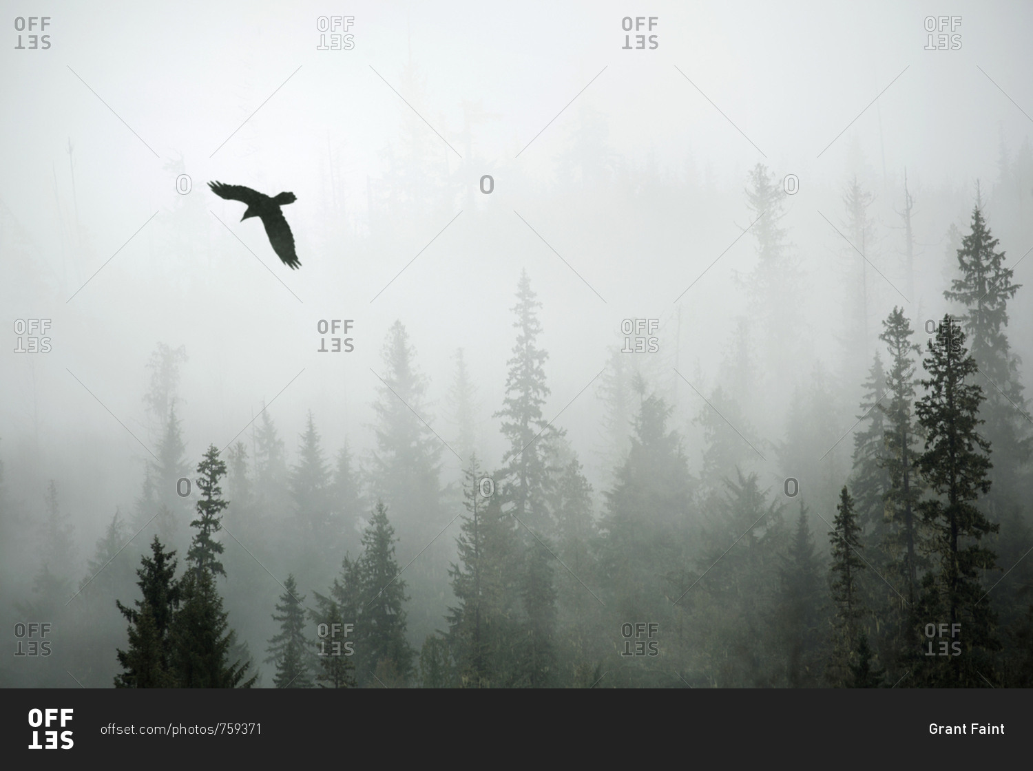 Bird flying through slight snow and fog in forest, Banff National Park, Alberta, Canada