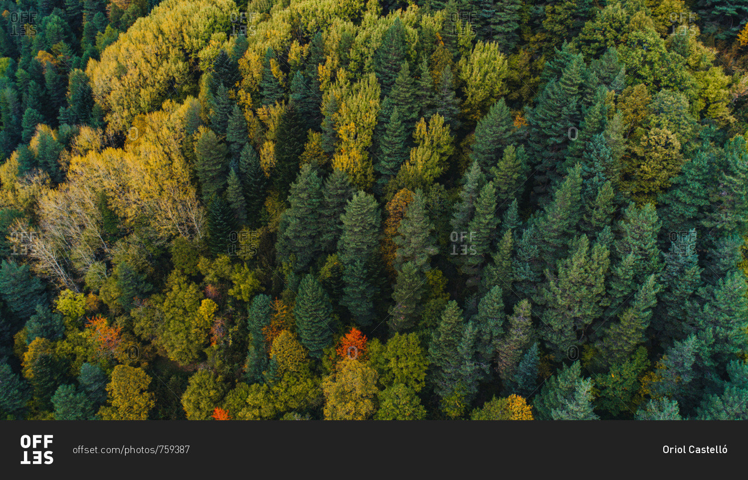 Aerial view of colorful autumn trees in France