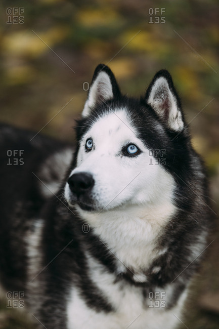 white husky with blue eyes