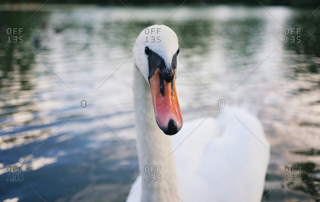 Portrait of swan on a lake