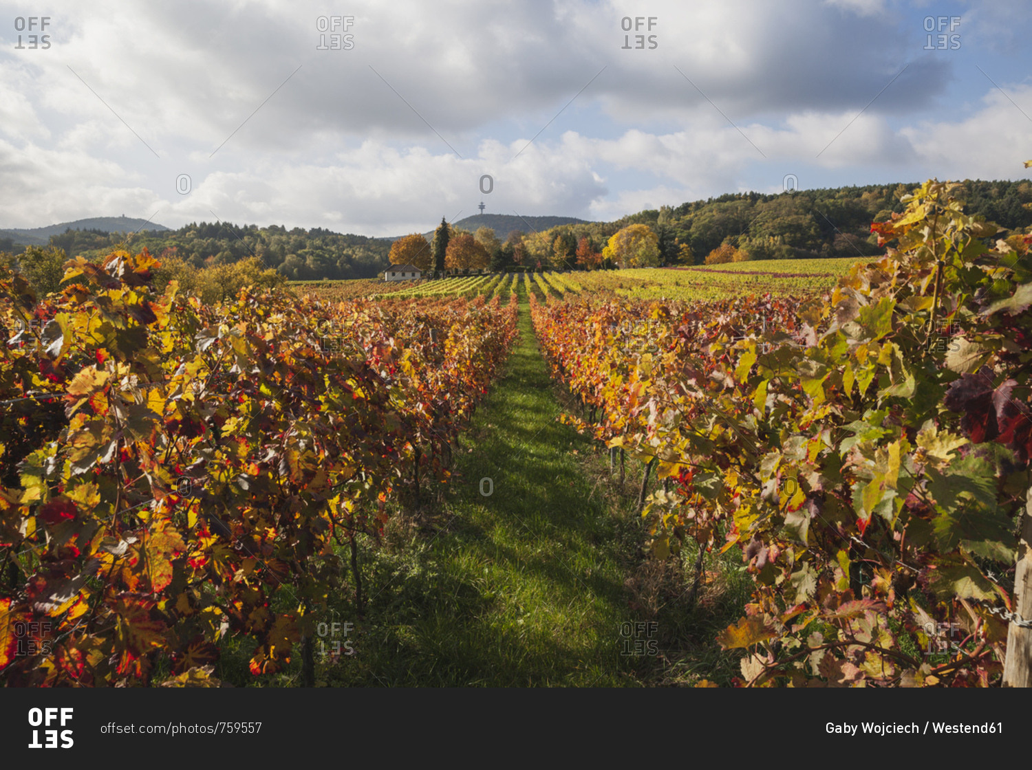 Germany- Rhineland-Palatinate- Weisenheim am Berg- vineyards in autumn colours- German Wine Route