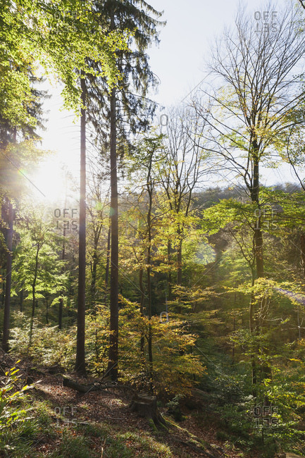 Germany-Rhineland-Palatinate- Pfalz- Palatinate Forest Nature Park in autumn- beech trees