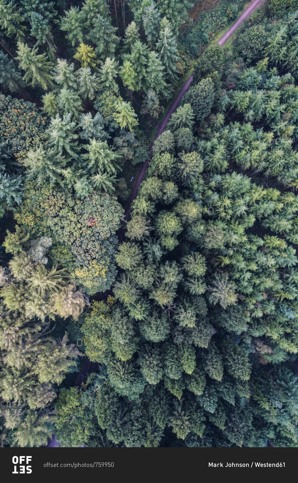 UK- Wales- pine forest seen from above