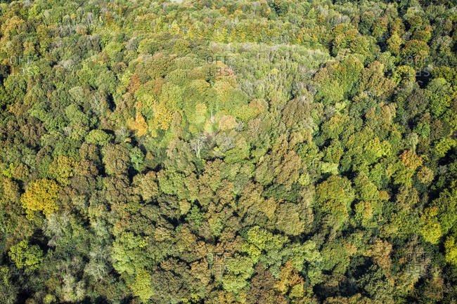 UK- Wales- autumnal forest seen from above