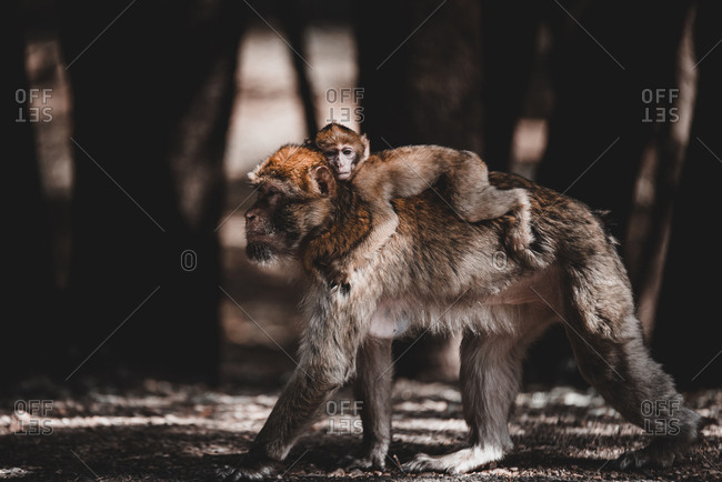 Side view of mother monkey walking on ground and carrying little baby