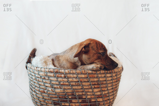Adorable little brown puppy sleeping in cozy wicker basket on white background