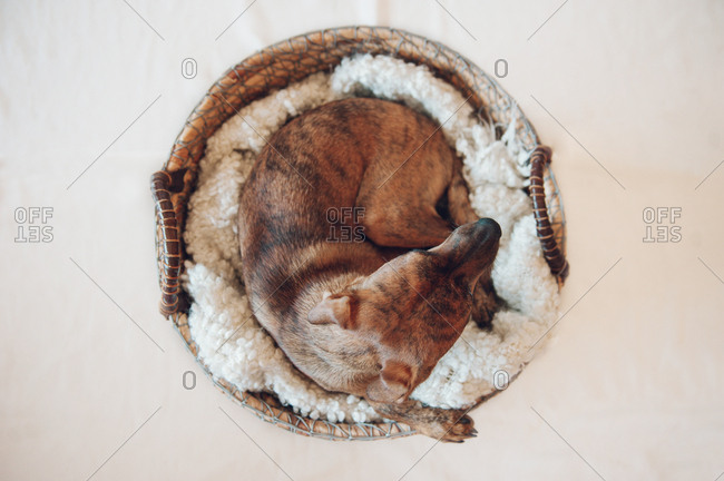 Adorable little brown puppy sleeping in cozy wicker basket on white background