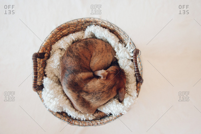 Adorable little brown puppy sleeping in cozy wicker basket on white background