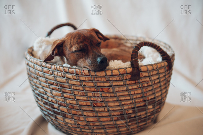 Adorable little brown puppy sleeping in cozy wicker basket on white background