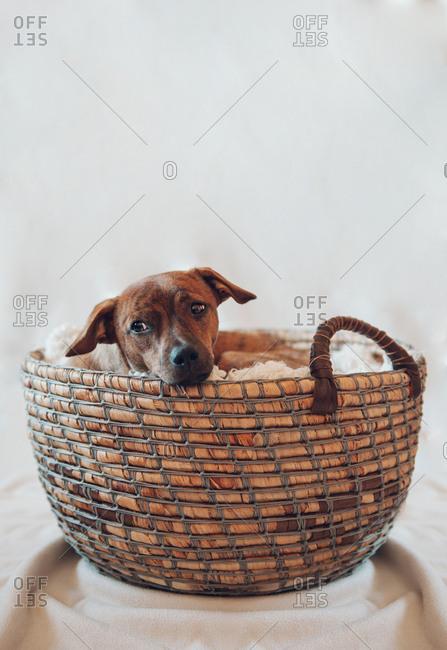 Adorable little brown puppy in cozy wicker basket on white background