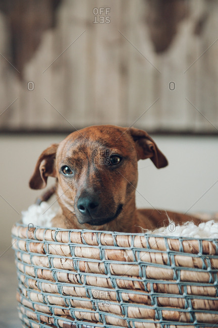 Adorable little brown puppy in cozy wicker basket on white background