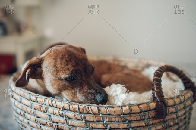 Adorable little brown puppy in cozy wicker basket on white background