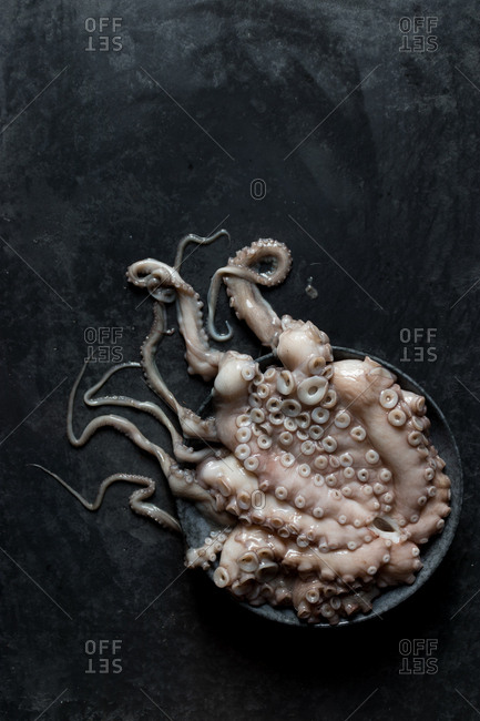 Raw octopus on plate - Offset